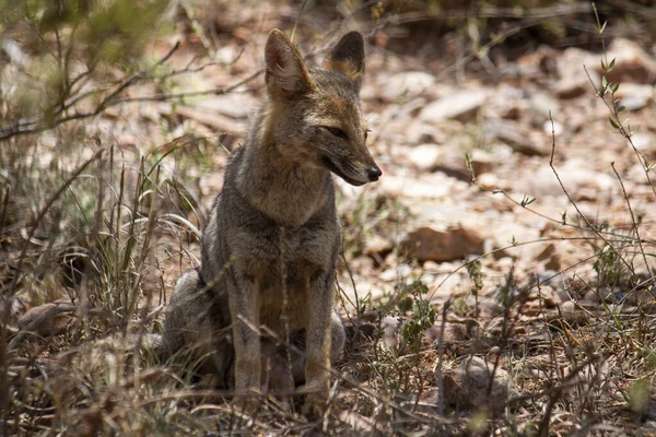 Wildlife Closeup View Grey Fox Lycalopex Gymnocercus Resting Arid Desert — Stock Photo, Image