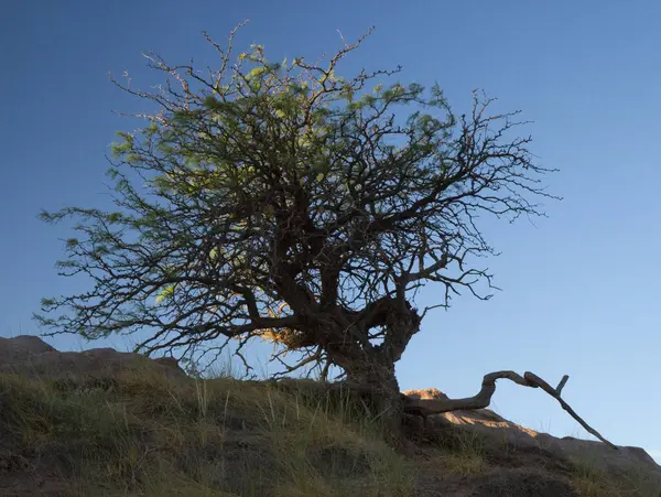Inspirational landscape for motivational quotes. Old tree with superficial roots and many branches, growing in the arid desert and mountains under a deep blue sky at sunset.