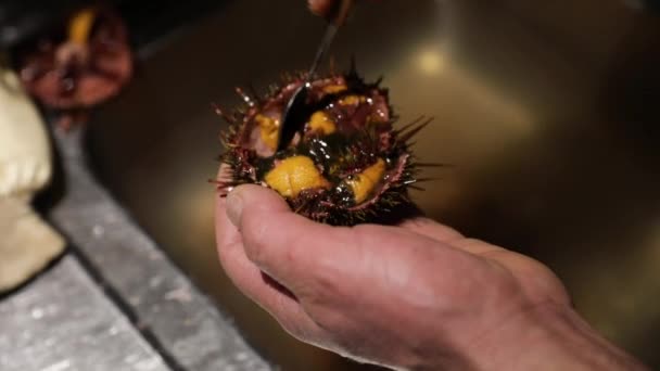 Chef Cooking Sea Urchins Restaurante Kitchen — Stock Video