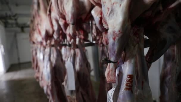 Carne Crua Fresca Pendurada Câmara Frigorífico — Vídeo de Stock