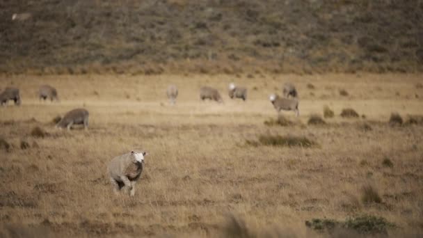 Kırsal Yaşam Sarı Çayırlar Boyunca Yürüyen Bir Koyunun Yakın Görüntüsü — Stok video