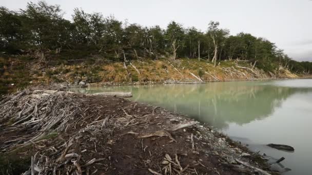 Uma Barragem Castores Lago Água Geleira Floresta — Vídeo de Stock