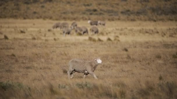 農村生活について 黄色い草原を歩いている羊のクローズアップビュー — ストック動画