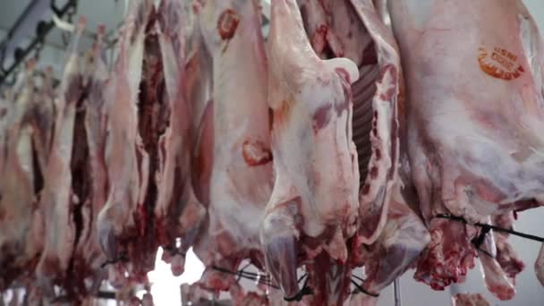 Βιομηχανία Τροφίμων Άποψη Ακατέργαστου Κρέατος Αρνιού Κρεμασμένο Στο Ψυγείο Έτοιμο — Αρχείο Βίντεο