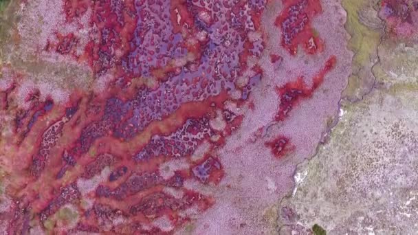 Natürliches Sphagnum Magellanicum Moosfeld Luftaufnahme Von Torfmooren Und Sumpfgebieten Patagonien — Stockvideo