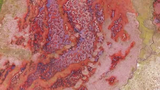 Naturlig Sphagnum Magellanicum Mossfält Overhead Flygfoto Torv Fen Och Myrmark — Stockvideo
