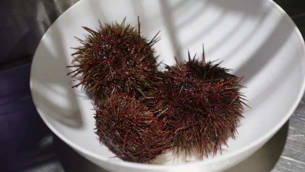 해산물이요 그릇에 신선한 Urchins Pseudechinus Magellanicus의 가까운 — 비디오