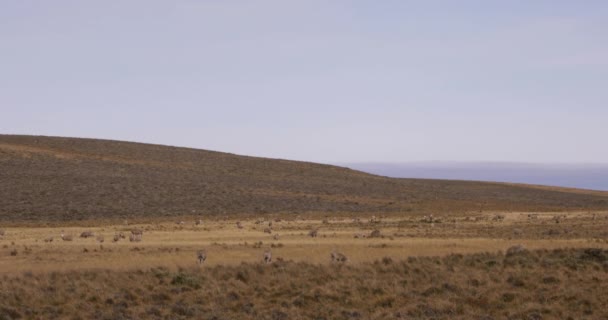 乡村风景 成群的羊在黄色的田野里吃草 — 图库视频影像
