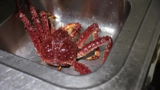 Crabe Araignée Vivant Dans Évier Cuisine Restaurant — Video