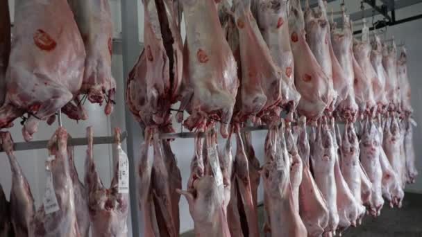 Industri Daging Pemandangan Mayat Domba Yang Disembelih Tergantung Lemari Deposit — Stok Video
