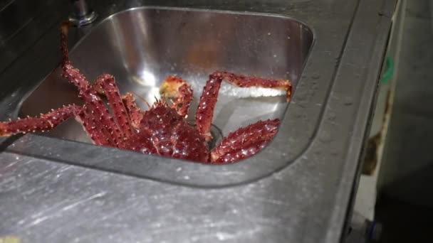Alive Spider Crab Στο Νεροχύτη Κουζίνα Εστιατόριο — Αρχείο Βίντεο