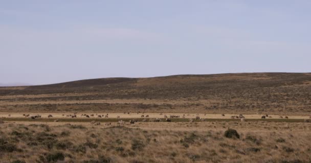 Paesaggio Rurale Bestie Gregge Pecore Pascolo Nel Campo Giallo Della — Video Stock
