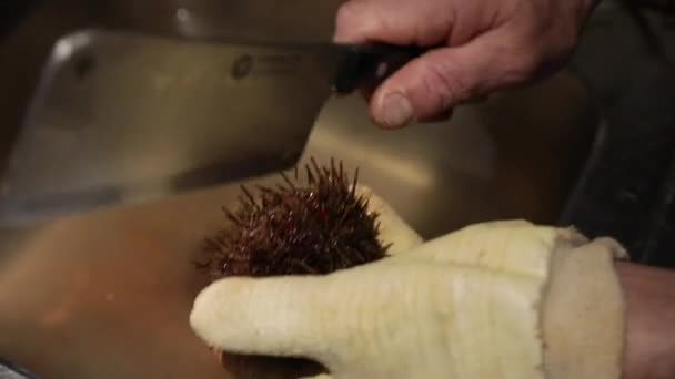 Gastronomie Chef Splitst Een Zee Egel Schelp Met Een Keukenmes — Stockvideo