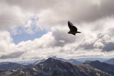 And Akbabası Vultur Gryphus 'un And Dağları' nın üzerinde bulutlarla kaplı güzel bir gökyüzünün altında uçuşu..