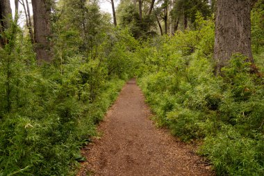 Ormanda yürüyüş. Ormanın karşısındaki patikayı görüyor musun?.