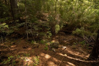 Dağ ormanındaki boş yürüyüş yolu..