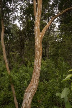 Egzotik bitki örtüsü. Arrayan olarak da bilinen Luma Apiculata 'nın yakın görüntüsü, ormanda büyüyen renkli kırmızı ağaç gövdesi..