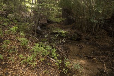 Nehir orman boyunca akıyor..