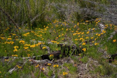 Patagonya bitkisi. Amancay olarak da bilinen Alstroemeria aurea manzarası, sarı çiçekler ve yeşil yapraklar, tarlada çiçek açıyor..