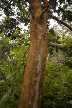 Egzotik bitki örtüsü. Arrayan olarak da bilinen Luma Apiculata 'nın yakın görüntüsü, ormanda büyüyen renkli kırmızı ağaç gövdesi..