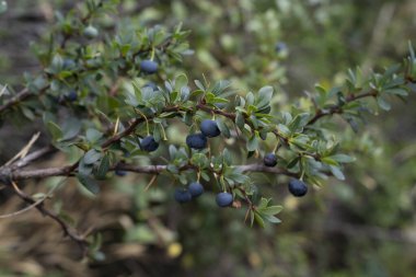 Taze meyve. Mutfak bahçesinde yetişen yeşil yapraklar ve olgun böğürtlenler olarak da bilinen Berberis microphylla 'nın yakın görüntüsü.