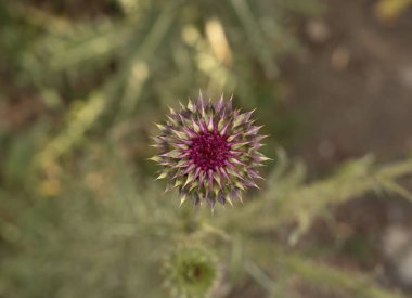 Çiçek. Meydanda açan Cirsium vulgare mor çiçeklerinin üst görüntüsü.