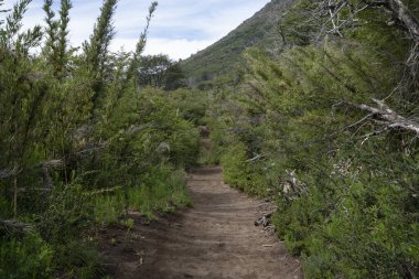 Ormandaki yürüyüş yolunun manzarası. Güzel Chusquea Culeou yeşil bastonları ile çevrili patika, aynı zamanda Colihue olarak da bilinir.