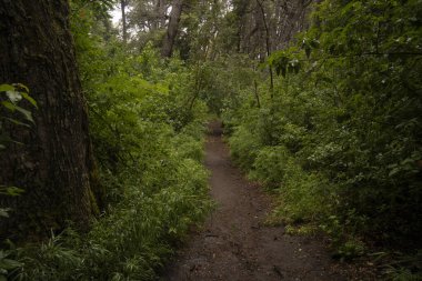 Ormanda yürüyüş. Yeşil orman boyunca uzanan toprak yolun görüntüsü..