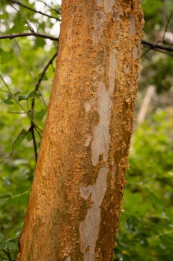 Egzotik bitki örtüsü. Arrayan olarak da bilinen Luma Apiculata 'nın yakın görüntüsü, ormanda büyüyen renkli kırmızı ağaç gövdesi..