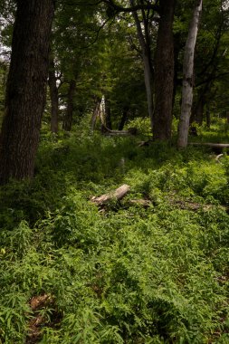 Orman geçmişi. Dağ ormanındaki ağaçların ve yemyeşil bitkilerin manzarası.