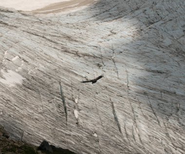 And Akbabası, Vultur, gryphus, Arjantin 'in Tronador tepesindeki Alerce buzulu üzerinde uçuyor..