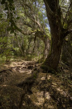 Ormanda yürüyüş. Yeşil ormanın karşısındaki yola bak..