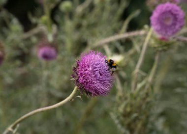 Tozlaşma. Bir arının Cirsium vulgare mor çiçeğini döllediği, tarlada açan bir arı görüntüsü.