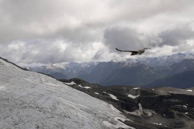 And Akbabası, Vultur, gryphus, Arjantin 'in Tronador tepesindeki Alerce buzulu üzerinde uçuyor..