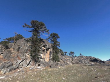 Güzel dev Araucarias araucana, Patagonya 'daki tepelerde ve kayalarda büyüyor.. 