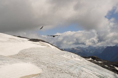 View of a Andean condors, Vultur, gryphus, flying over glacier Alerce ice field in Tronador hill, Patagonia Argentina. clipart