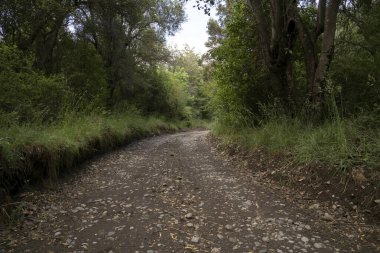 Ormanın karşısındaki toprak yola bak..