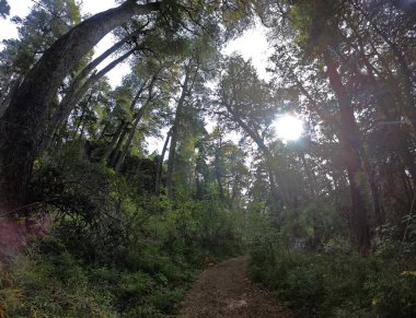 Sabahın erken saatlerinde ormanda. Bariloche, Patagonya 'da yükselen güneşle birlikte yeşil ormandaki yürüyüş yolunun manzarası.. 