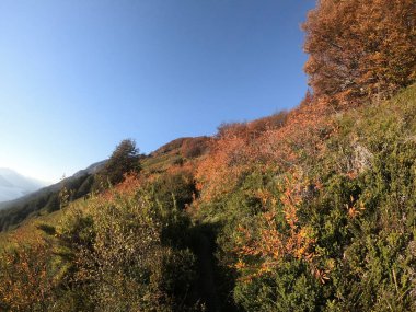 Sonbaharda dağ ormanında. Dağ zirvesindeki yürüyüş yolunun manzarası. Ağaçlarda ve çimlerde güzel sonbahar renkleri. 
