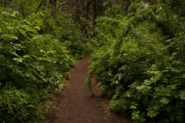 Dağ ormanındaki boş yürüyüş yolu..