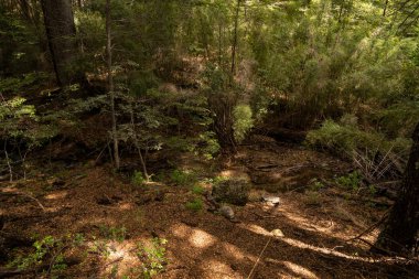 Ormanda akan tatlı su akıntısı.
