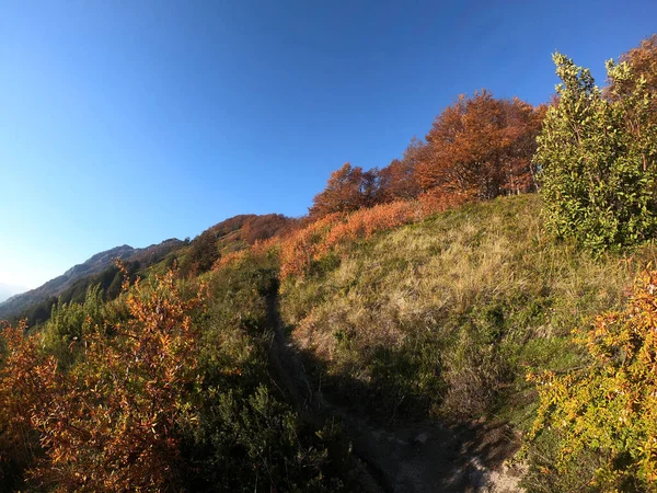 Açık havada. Sonbaharda açık mavi bir gökyüzünün altında dağ ve ormanın karşısındaki yürüyüş yolunun görüntüsü. Ağaçlardaki güzel sarı, kırmızı ve turuncu sonbahar renkleri. 