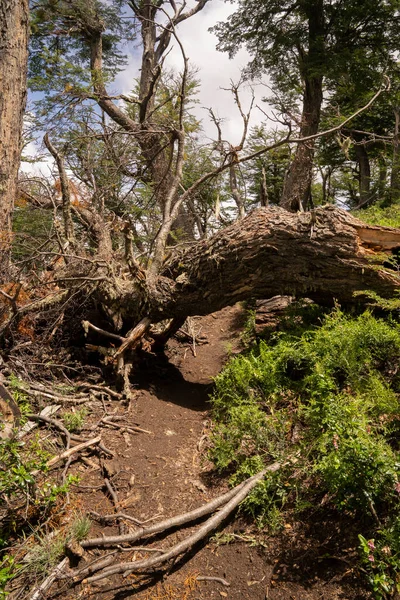 View of an uprooted tree fallen down in the hiking path.