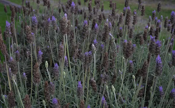 Çiçek arkaplan. Lavandula Dentata 'nın yakından görünüşü, Fransız lavantası olarak da bilinir, bahçede açan mor çiçekler. 