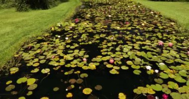 Bahçe düzenleme ve bahçe tasarımı. Parkta tropikal ve dayanıklı su zambakları yetiştiren büyük bir gölet manzarası. Yüzen yeşil yapraklar ve renkli çiçekler..