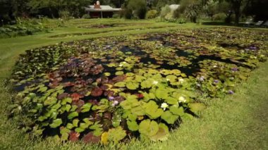 Evin bahçesinde tropikal ve dayanıklı su nilüferlerinin yetiştiği panorama manzarası. Güzel yeşil yapraklar yapraklar ve çiçekler