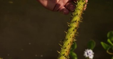 Egzotik Sucul bitkileri. Kraliyet Su Zambağı, Victoria Cruziana, sualtı manzarası. Büyük dikenleri ve dikenleri görebiliyoruz..