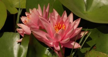 Zambaklar. Hardy Water 'ın yakın görüntüsü Lily Nymphaea Colorado, pembe taç yapraklarının çiçeği, yazın gölette çiçek açıyor..