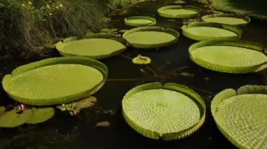 Kraliyet Zambakları, Victoria Cruziana bahçede büyüyen bir gölette. Yüzen büyük yeşil yaprakların manzarası.