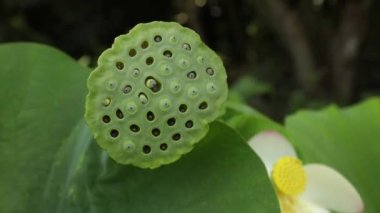 Botanik. Su bitkileri. Lotus meyve ve tohumlarının yakın görüntüsü.